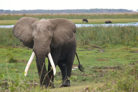 Elephants are a huge attraction in the Amboseli National Park