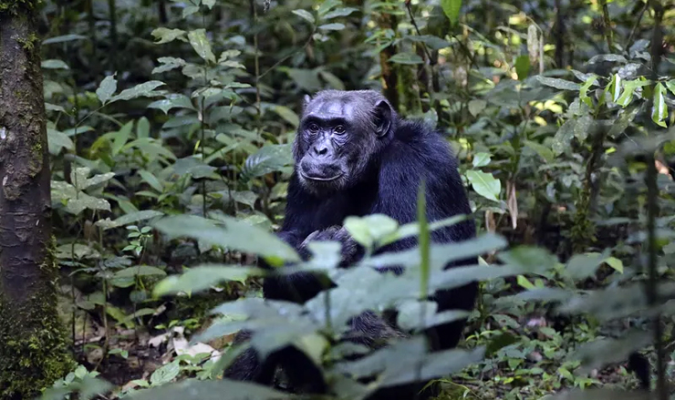 Tourists enjoy Gorilla trekking in Rwanda