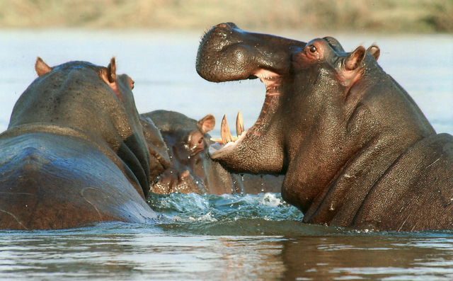 There are many hippos in Tsavo National Park