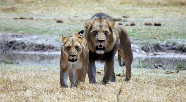Lions are a major tourist attraction in Kruger National Park in South Africa